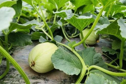 小苏吃瓜后续,揭秘娱乐圈背后的真相与反转 第3张 小苏吃瓜后续,揭秘娱乐圈背后的真相与反转 第3张